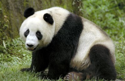 Black and White Panda.jpg